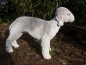 Preview: Terrier Deko Figur lebensecht Bedlington 30x40cm naturgetreu Gartenfigur NEU