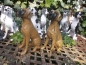 Preview: Deutsche Dogge Deko Figur sitzend alle Farben NEUHEIT