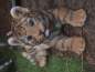 Preview: Tiger Deko Figur  Raubkatze Baby Welpe liegend Hotant NEUHEIT