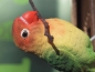 Preview: Agapornide Love Bird lebensecht von Hotant
