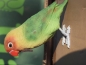 Preview: Agapornide Love Bird lebensecht von Hotant