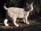 Preview: Luchs stehend lebensecht von Hotant