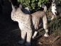 Preview: Luchs stehend lebensecht von Hotant