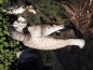 Preview: Luchs stehend lebensecht von Hotant
