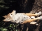 Preview: Cojote Wolf sitzend Deko Figur von Hotant