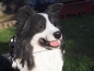 Preview: Border Collie naturgetreu liegend von Hotant