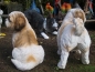 Preview: Shih Tzu Figur lebensgroß stehend