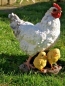 Preview: Huhn Figur Deko Figur m Küken 33cm lebensecht Gartenfigur Skulptur Hahn NEU