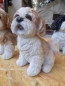 Preview: Shih Tzu Deko Figur NEU