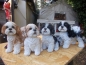 Preview: Shih Tzu Deko Figur NEU