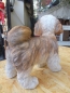 Preview: Shih Tzu Deko Figur NEU