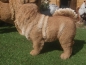 Preview: Chow Chow Deko Figur lebensecht Hund  wetterfest Hotant NEUHEIT