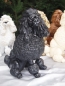 Preview: Pudel Deko Figur lebensecht Hund 25cm Ausstellungsschur alle Farben NEU