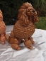 Preview: Pudel Deko Figur lebensecht Hund 25cm Ausstellungsschur alle Farben NEU