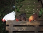 Preview: Deko Huhn Kantenhocker 3 verschiedene Farben Esschert