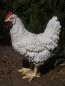 Preview: Huhn 32cm in 2 verschiedene Farben lebensecht