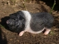 Preview: Hängebauchschwein