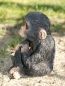Preview: Schimpanse Deko Figur Affe Baby wetterfest  HOTANT NEU