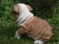 Preview: Englische Bulldogge Deko Figur old english Bulldog Welpe HOTANT