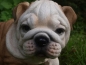 Preview: Englische Bulldogge Deko Figur old english Bulldog Welpe HOTANT