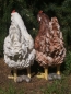 Preview: Huhn 32cm in 2 verschiedene Farben lebensecht