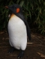 Preview: PINGUIN Deko Figur KAISERPINGUIN lebensgroß 40cm Figur Gartenfigur Hotant