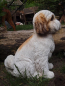Preview: Shih Tzu sitzend naturgetreu 30cm Wetterfest