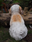 Preview: Shih Tzu sitzend naturgetreu 30cm Wetterfest