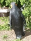 Preview: PINGUIN Deko Figur KAISERPINGUIN lebensgroß 61cm Garten Figur Hotant