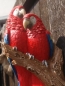Preview: Papagei Deko Figur 2 Ara rot für die Wand naturgetreu HOTANT