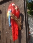 Preview: Papagei Deko Figur 2 Ara rot für die Wand naturgetreu HOTANT