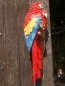 Preview: Papagei Deko Figur 2 Ara rot für die Wand naturgetreu HOTANT
