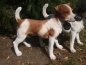 Preview: Jack Russell Parson Terrier Deko Figur lebensecht wetterfest Gartendeko HOTANT