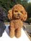 Preview: Pudel Deko Figur lebensecht Hund Garten 28cm Bishon wetterfest NEUHEIT