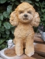 Preview: Pudel Deko Figur lebensecht Hund Garten 28cm Bishon wetterfest NEUHEIT