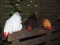 Preview: Deko Huhn Kantenhocker 3 verschiedene Farben Esschert