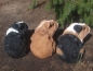 Preview: Meerschweinchen Deko Figur Rosette lebensgroß Hotant