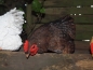 Preview: Deko Huhn Kantenhocker 3 verschiedene Farben Esschert