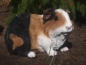 Preview: Meerschweinchen Deko Figur Rosette lebensgroß Hotant