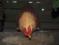 Preview: Deko Huhn Kantenhocker 3 verschiedene Farben Esschert