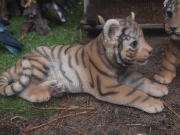 Tiger Deko Figur  Raubkatze Baby Welpe liegend Hotant NEUHEIT