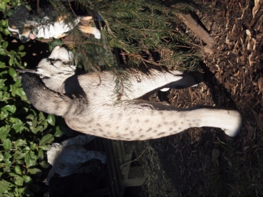 Luchs stehend lebensecht von Hotant