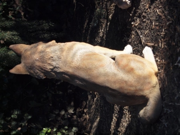 Cojote Wolf sitzend Deko Figur von Hotant