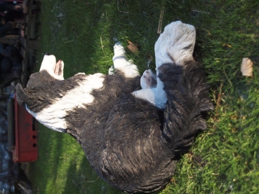 Border Collie naturgetreu liegend von Hotant