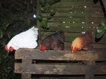 Deko Huhn Kantenhocker 3 verschiedene Farben Esschert