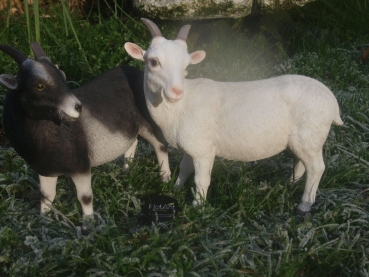 Ziege Deko Figur  wetterfest Hotant NEU