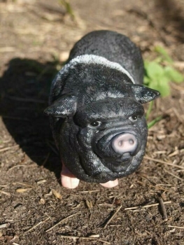 Hängebauchschwein