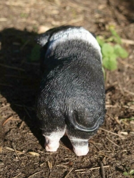 Hängebauchschwein