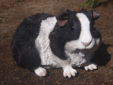 Meerschweinchen lebensecht 6 Stück im SET HOTANT