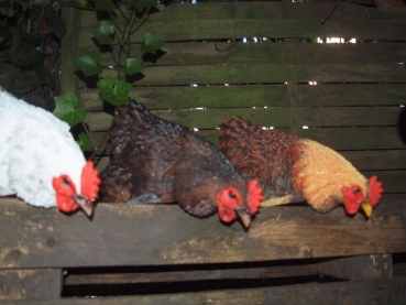 Deko Huhn Kantenhocker 3 verschiedene Farben Esschert